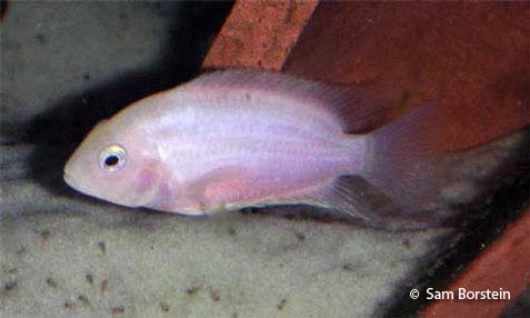Pink Convict with fry