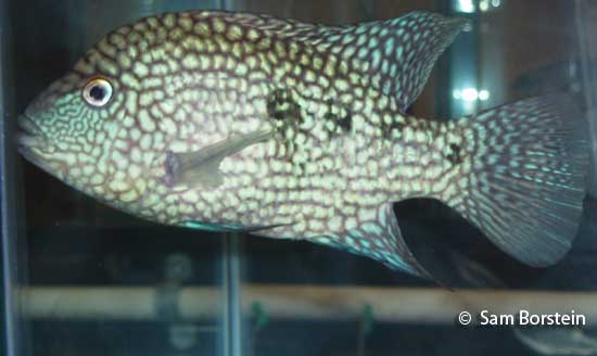 H. carpintis "Escondido"