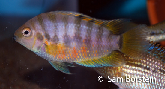 Archocentrus kanna "Bocas del Toro" female