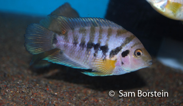 Archocentrus kanna "Bocas del Toro"