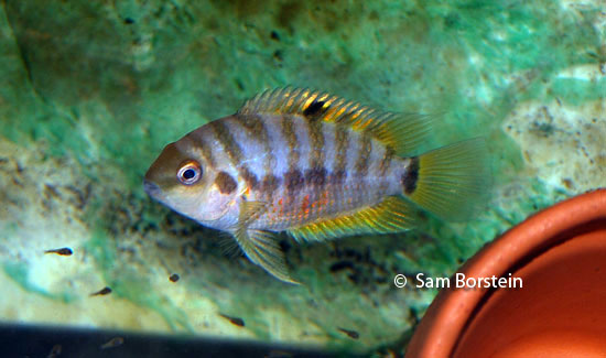 Archocentrus kanna "Bocas del Toro"