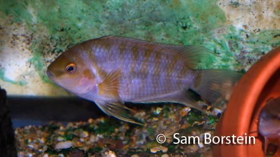 Archocentrus kanna "Bocas del Toro" male in breeding color