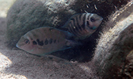 Archocentrus kanna "Uatsi"