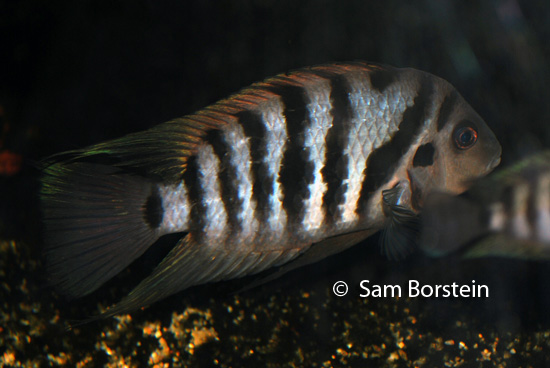 Convict Cichlid