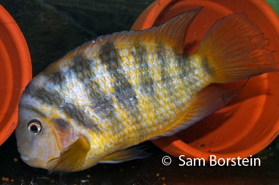Archocentrus siquia "Rio Cabuyo" Male