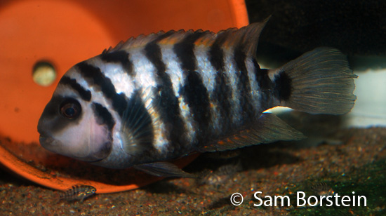 Archocentrus siquia female guarding fry