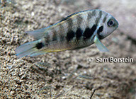 Archcocentrus siquia "Rio Grande, Costa Rica"