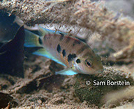 Archocentrus siquia "Rio San Jose, Costa Rica"