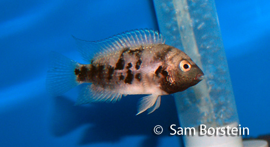 Archocentrus panamensis female