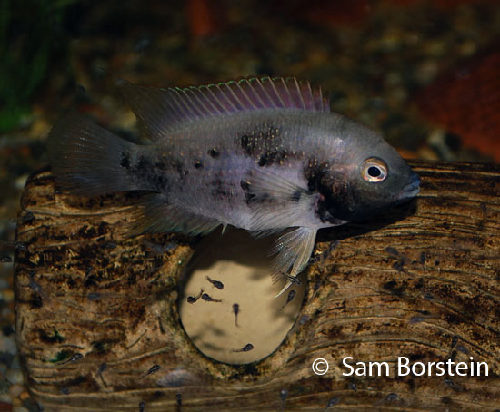 Archocentrus panamensis female defending fry