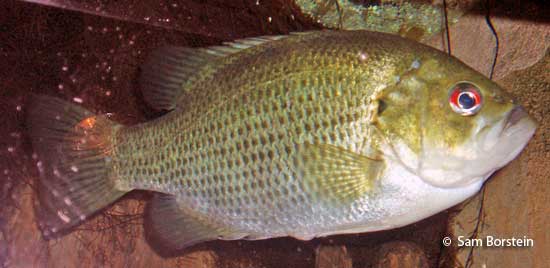 Red rock bass Clearance