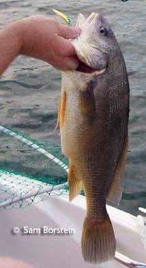Freshwater Drum