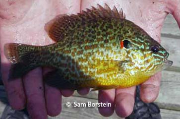 Pumpkinseed