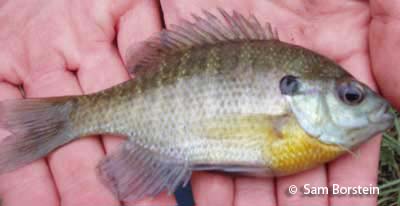 Bluegill