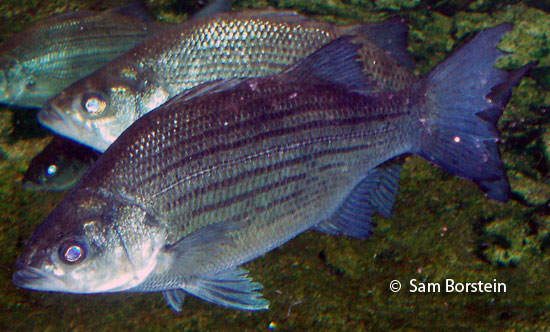 White Bass