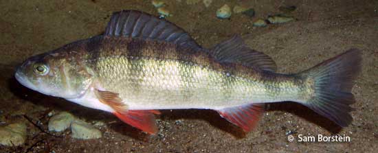 Yellow Perch