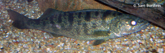 Walleye