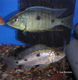 Copadichromis sp. "Kawanga" Pair