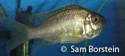 A Female Copadichromis sp. "Kawanga" Holding