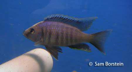 Copadichromis sp. "Kawanga" In Breeding Color