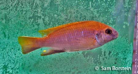 Gephyrochromis lawsi