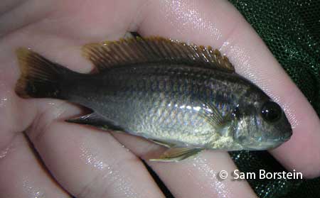 Gephyrochromis lawsi female