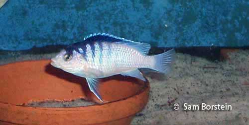 Labidochromis chisumulae