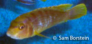 Female Labidochromis sp. "Mbamba"