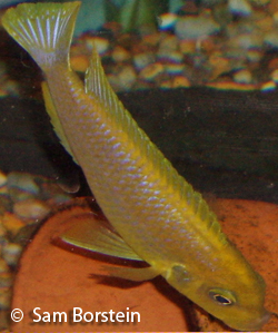 Lime Nkhomo