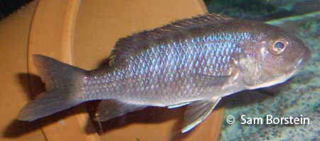 Sciaenochromis fryeri female