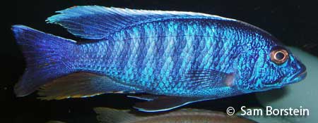 Sciaenochromis fryeri