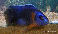 Ntekete male