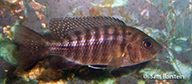 Ntekete female