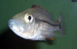 Dimidiochromis dimidiatus Female