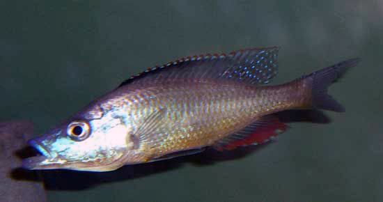 Dimidiochromis dimidiatus Male