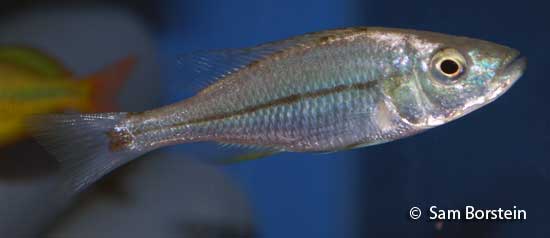 Dimidiochromis dimidiatus Juvi