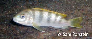 Labidochromis sp. "pearlmutt" Female