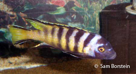 Metriaclima sp. "elongatus chailosi"