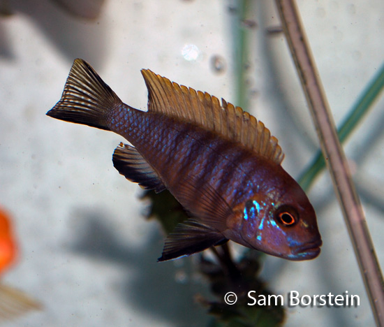 Metriaclima pulpican