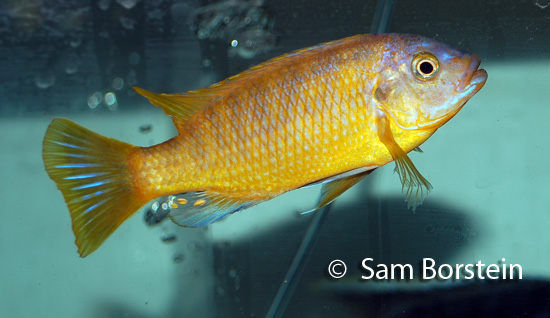 Petrotilapia microgalana