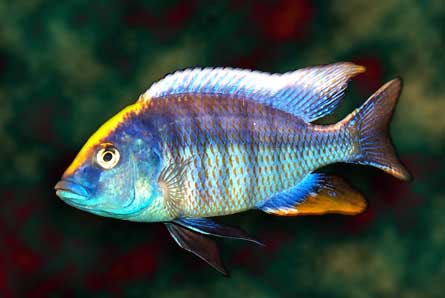 Protomelas spilonotus