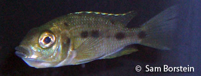 Protomelas sp."spilonotus tanzania" Female Holding