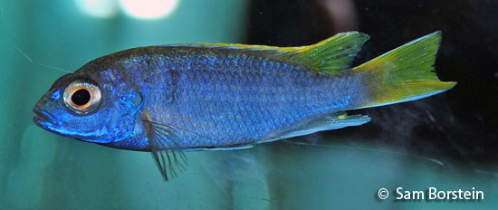 Pseudotropheus acei