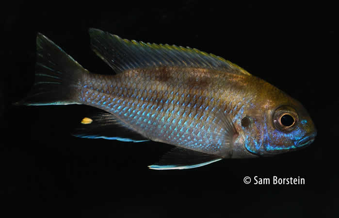 Pseudotropheus livingstonii "Likoma"