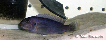 Pseudotropheus perspicax