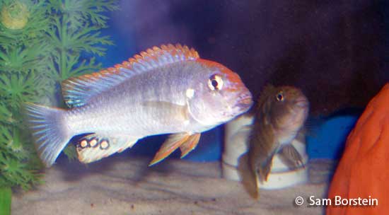 Pseudotropheus sp. "perspicax orange cap"