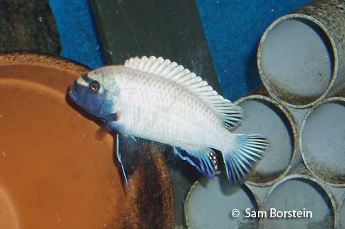 Pseudotropheus sp. "polit"