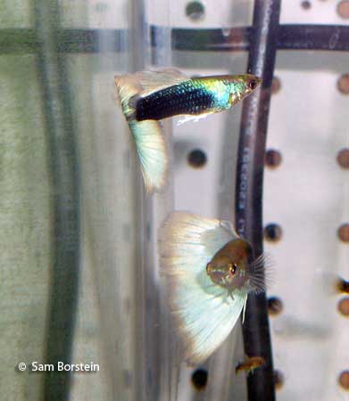 Neon Blue Tuxedo Guppy