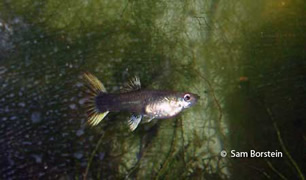 Guppy Females