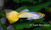 Yellow Micariff Guppy